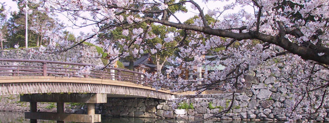 八代城の桜