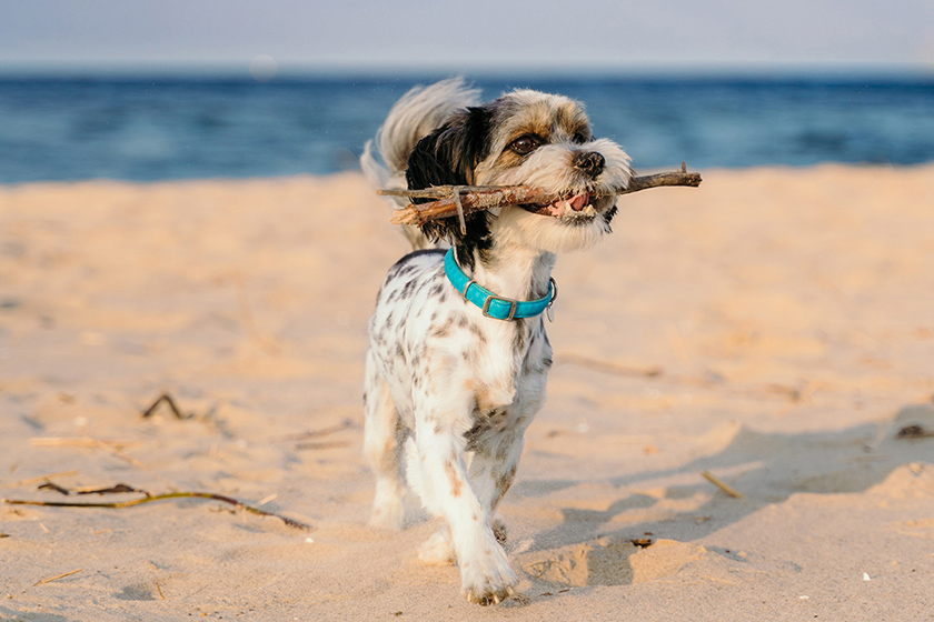 ペットプランイメージ