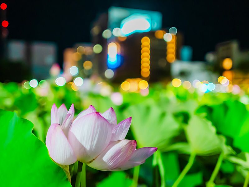 千秋公園蓮の花ライトアップ