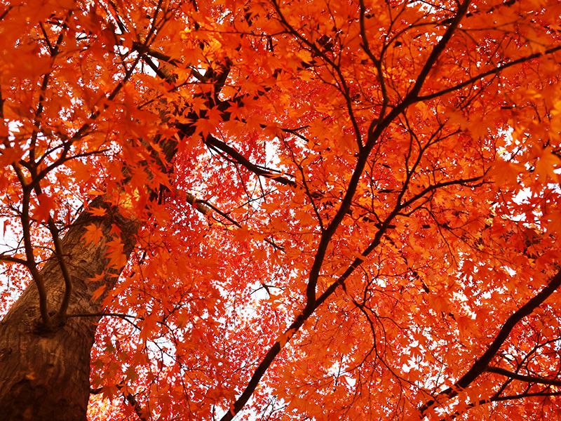 紅葉イメージ