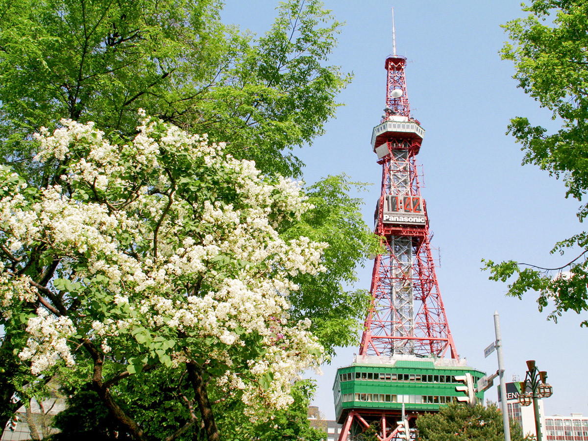 満開に咲き誇る白いライラックの花と、さっぽろテレビ塔