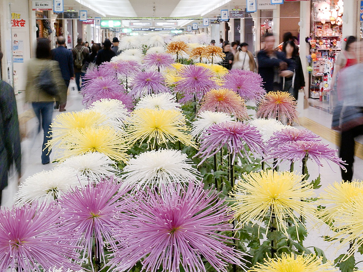 さっぽろ菊まつりに出品、展示された大輪一本仕立ての菊が、通路中央から奥へ一列に並び、その両側を通行人が行き交っている。