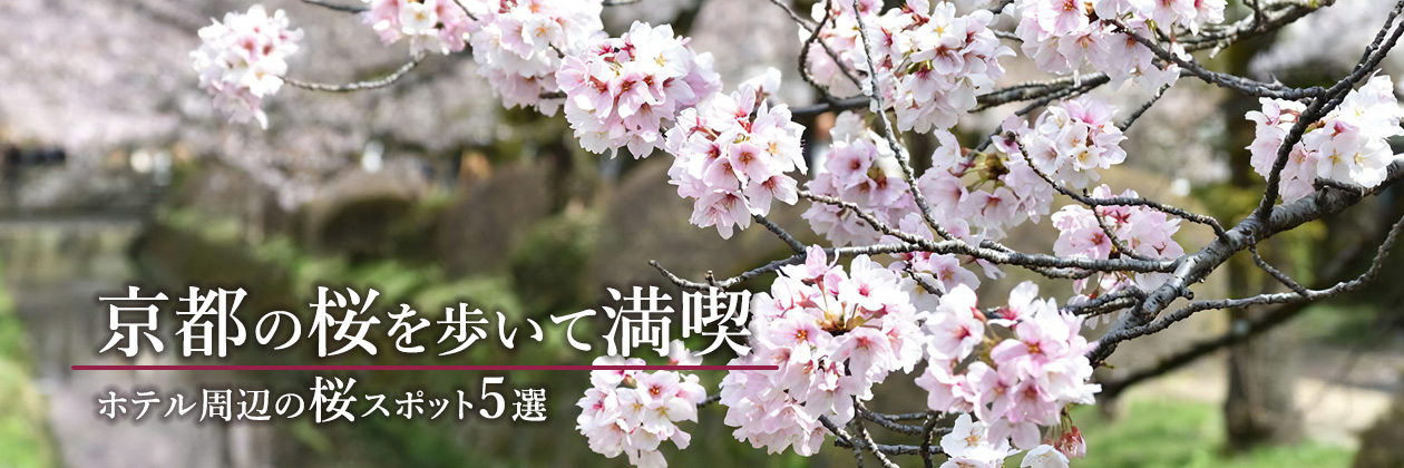 京都の桜を歩いて満喫　ホテル周辺の桜スポット5選