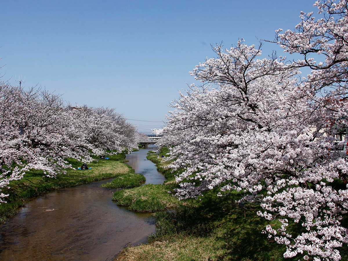 玉湯川沿いの桜イメージ