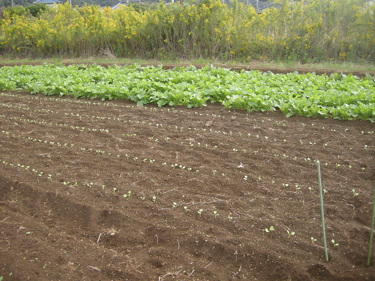 大根の葉がしげっている畑