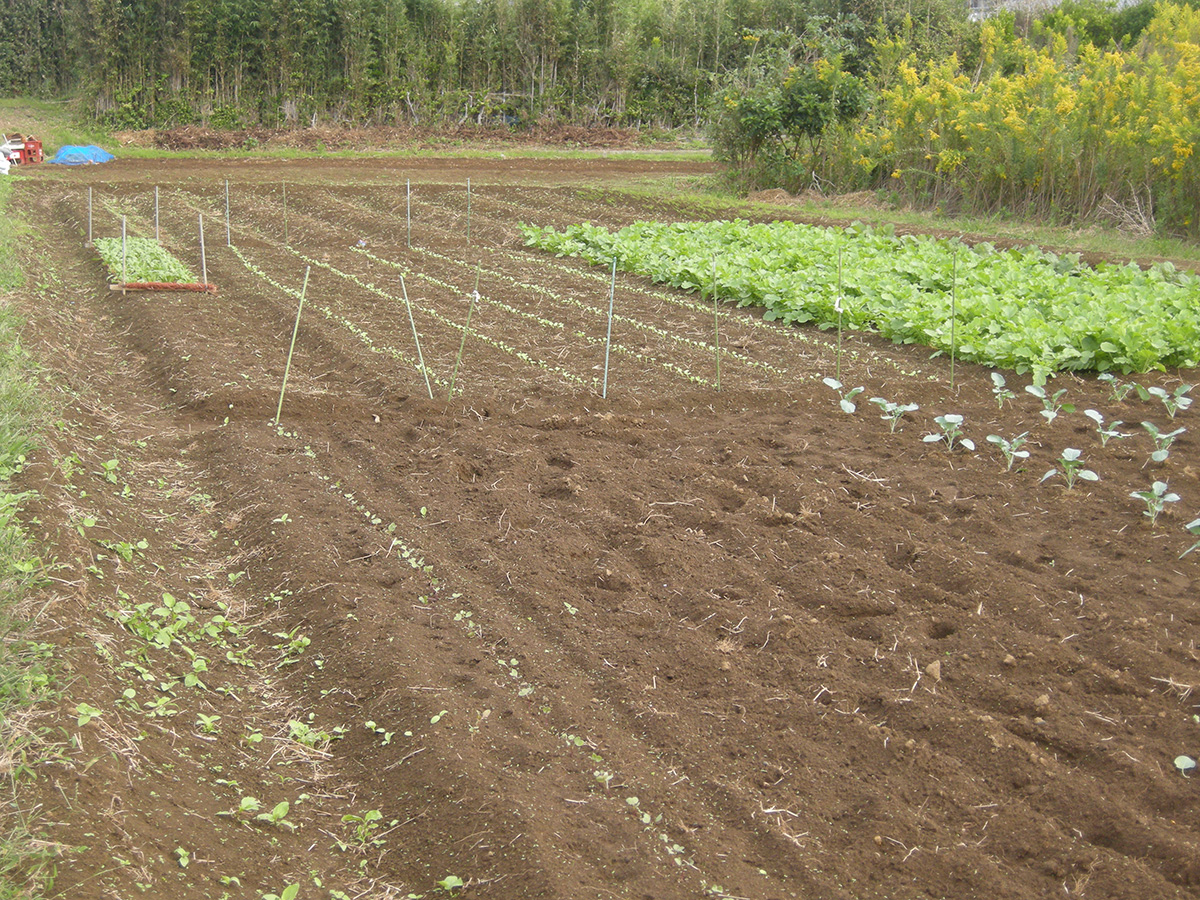 キンセンカの苗が育つ畑