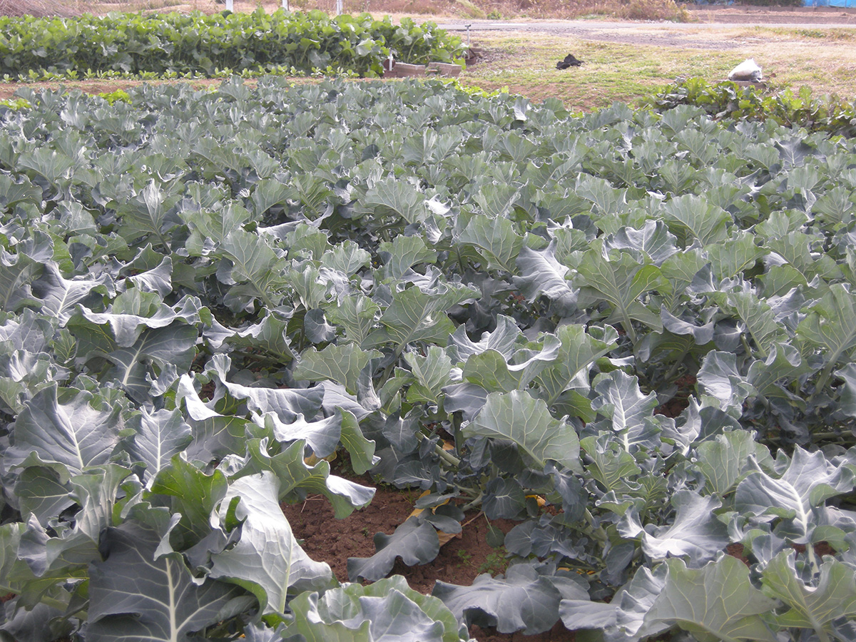大根の葉がしげっている畑
