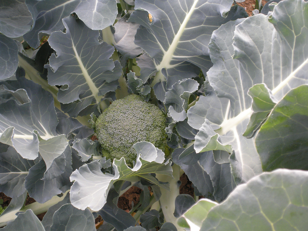 南海荘農園の看板から畑全体を見た風景
