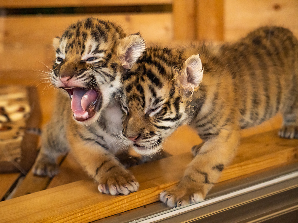 秋吉台サファリランド